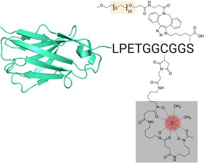 Noninvasive Immuno-PET Imaging of CD8+ T Cell Behavior in Influenza A Virus-Infected Mice